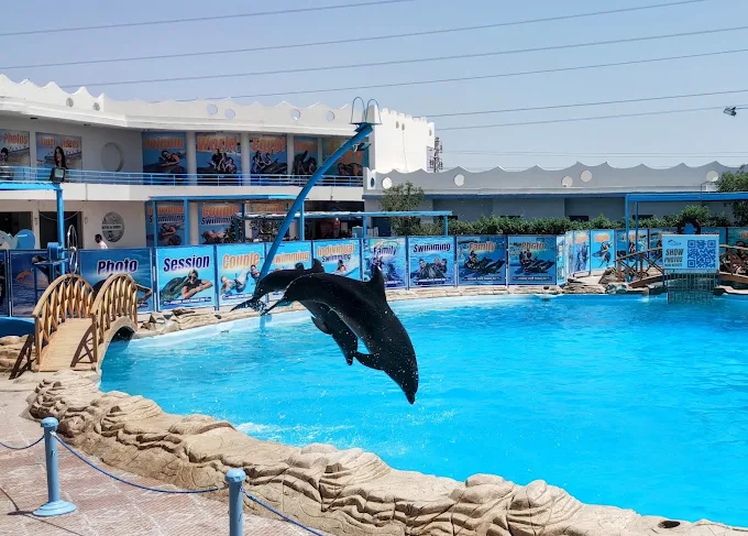 Two dolphins leaping out of a bright blue pool during a show at an outdoor marine park